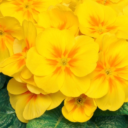 Polyanthus yellow colourful - polyanthus, |