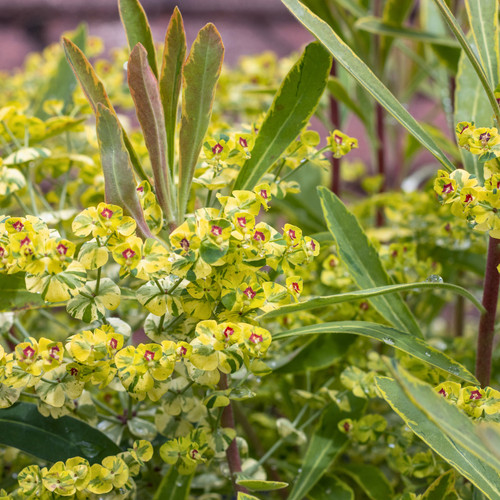 Large plant euphorbia - large,