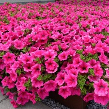 25 Rose of Heaven Pink Petunia Seeds