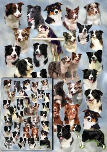 Border collie dog - dog, gift