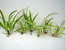 Spider Plant 6 BABY SPIDERS