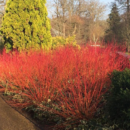 Cornus annys winter orange - winter,