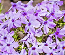 300x mountain phlox linanthus - 300x,