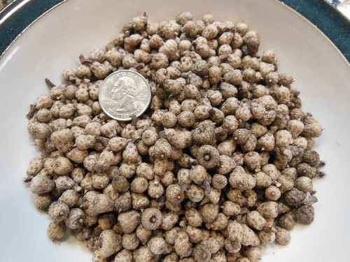 Real red oak acorns small - red,