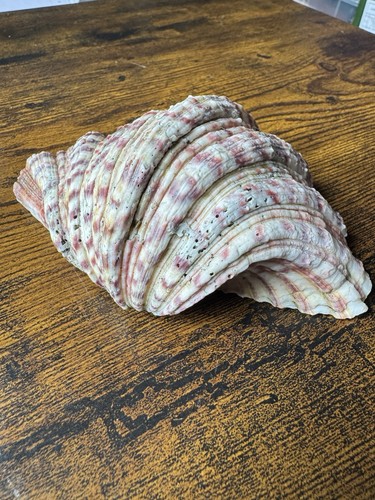 Large clam seashell - seashell, 6”