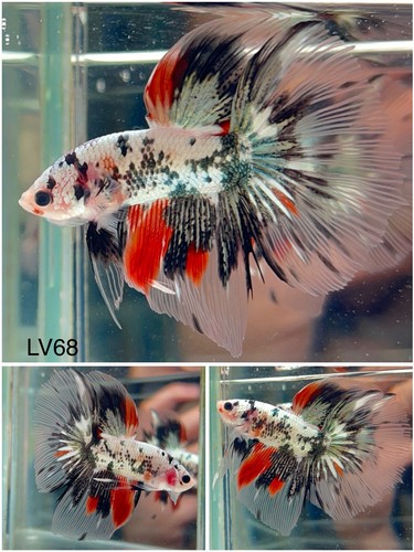 Male betta live fish - -, koi