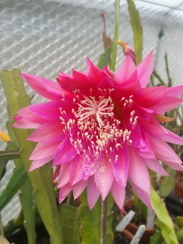 Epiphyllum kiwi razzle dazzle - epiphyllum,
