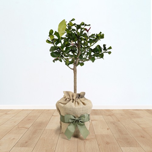 Citrus lemon tree - citrus,