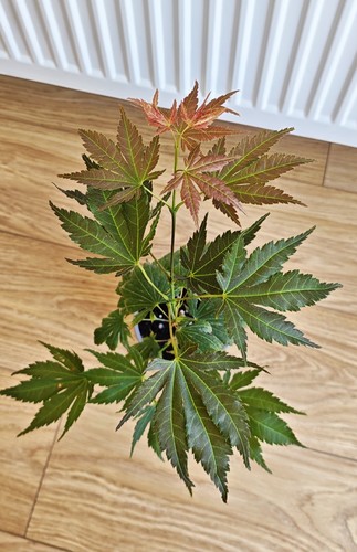 Acer palmatum mon papa - mon,