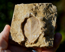 #13 , AMAZING & RARE fossil