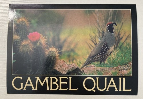 Gambel quail bird - quail, postcard