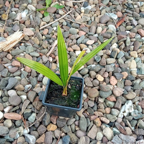 Trachycarpus fortunei pure - trachycarpus,