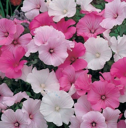 Lavatera seeds rose - lavatera, mallow