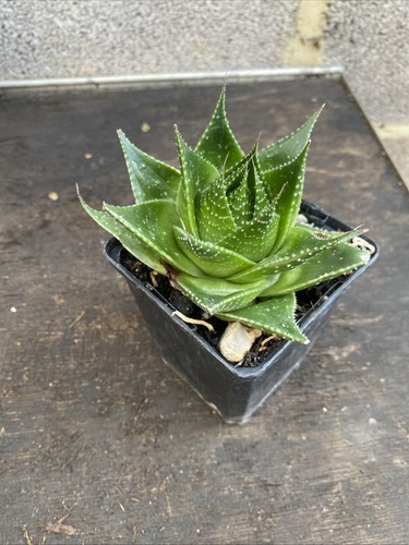 Aloe aristata cosmo very - aloe,