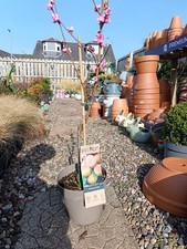 Peach Tree Prunus Persica | 5L