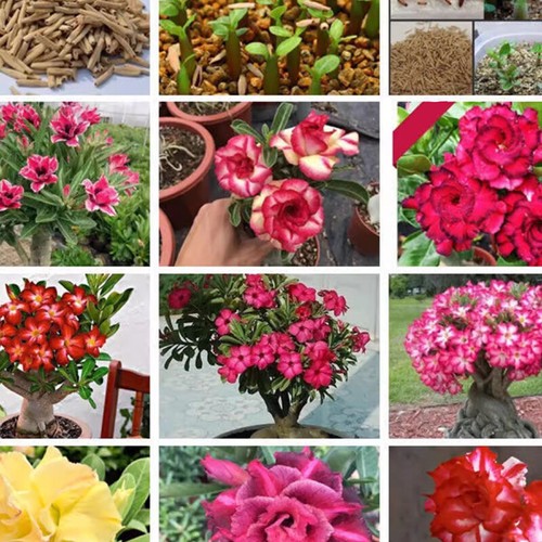 New 5pcs adenium obesum - new!,