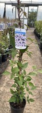 Clematis Montana var ‘Rubens’ Fast-Growing Broadleaf Climbing 3ft Cane In 2l Pot