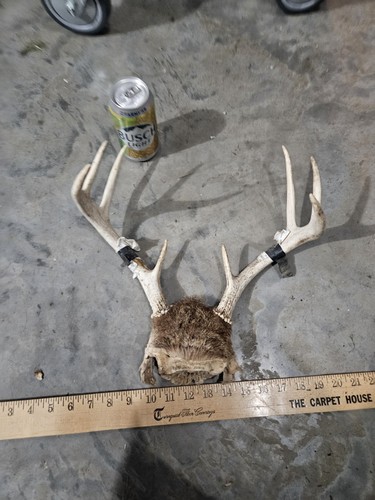 Wild point whitetail deer - wild, 8