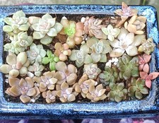15 types of named succulents