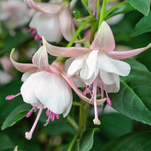 Fuchsia upright bush fairy - upright, 'fairy