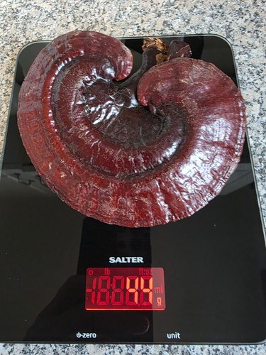 Reishi whole red - reishi,