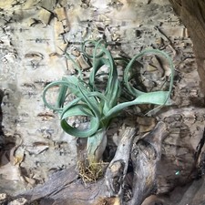 Tillandsia BALBISIANA ( Curly Slim ) -Live air plant - rare house plant airplant