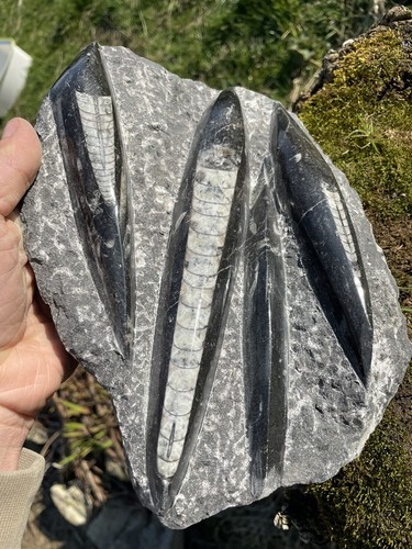 Orthoceras plate straight horn - plate,