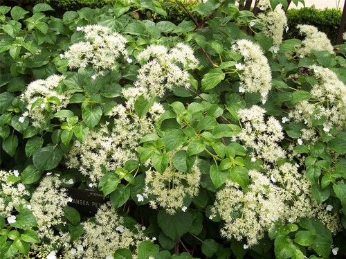 Hydrangea anomala petiolaris - anomala,