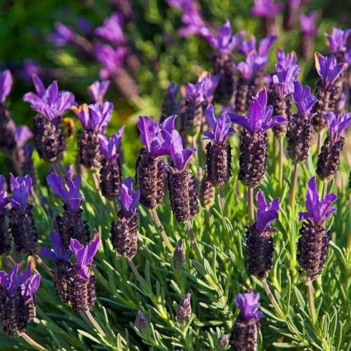 Pack french lavender - pack,