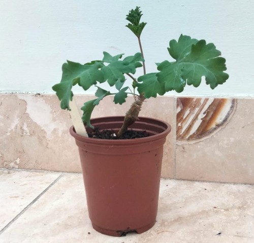 Species pelargonium plant - species,