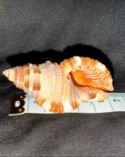 Natural Conch /Whelk Shell –