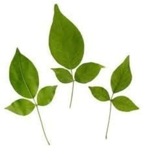 BILVA,BILLIPATRA,BAEL,MARMELOS