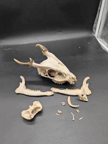 Large muntjac buck skull - large,