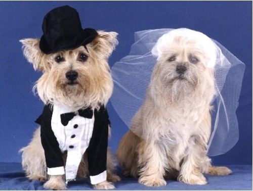 Pet note cards dog cairn - dog,