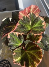 Rare Begonia Soli Mutata Pink Variegated Unrooted Leaf Cutting  (With Petiole)