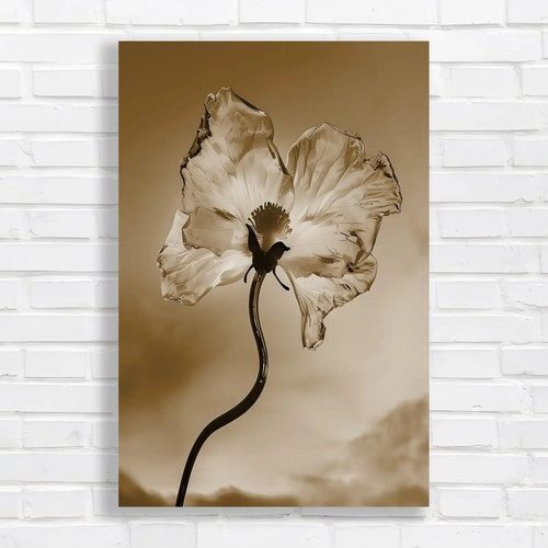 Vibrant peony flower sepia - peony,