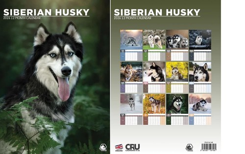 Siberian husky 2026 calendar - 2026,