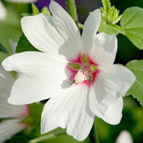Lavatera baby barnsley - baby, pink