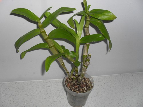Dendrobium orchid plant noble - plant,