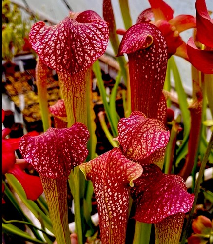 Sarracenia excellens giant - x,