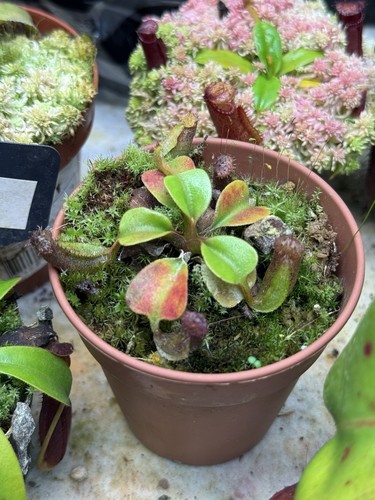 Nepenthes nebularum rare - nebularum,