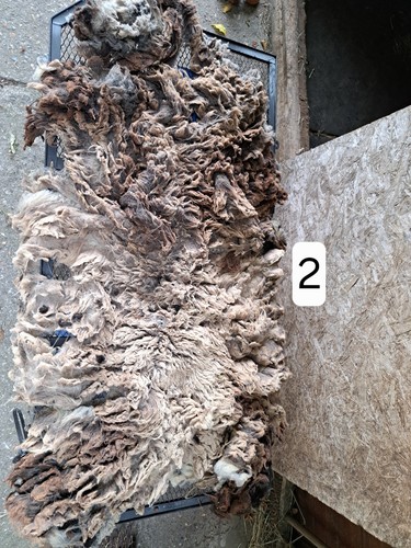 Raw shetland sheep fleece - fleece,