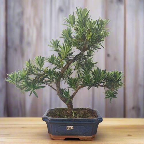Buddhist pine podocarpus - pine, (podocarpus