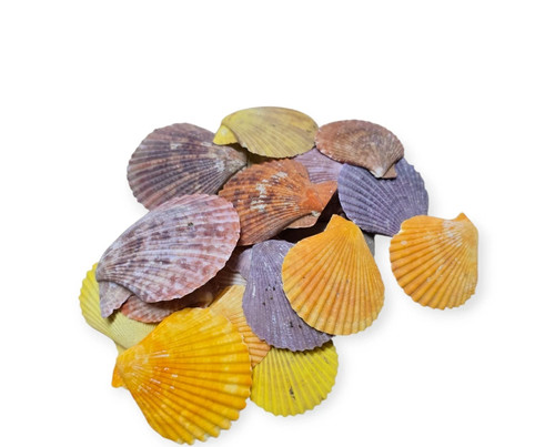 Pectin scallop shell - pectin, |