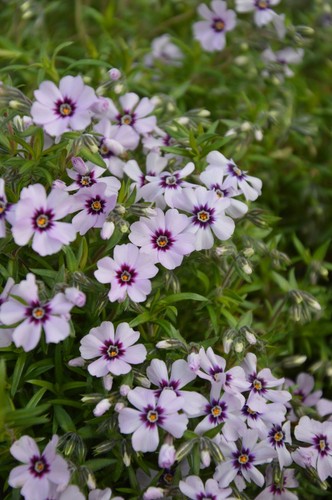 Alpine phlox plant - x,