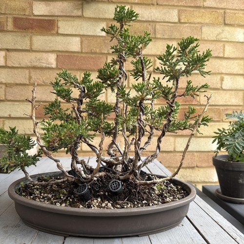 Pre bonsai juniper - pre,