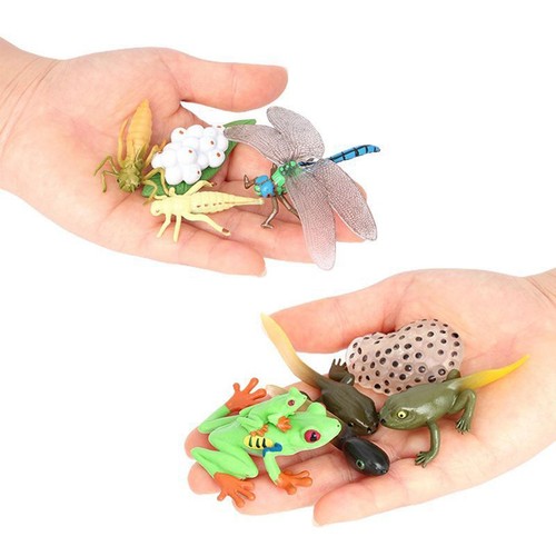 Life cycle figurines toy - cycle,
