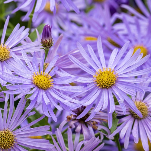 Perennial flowering plant - perennial,