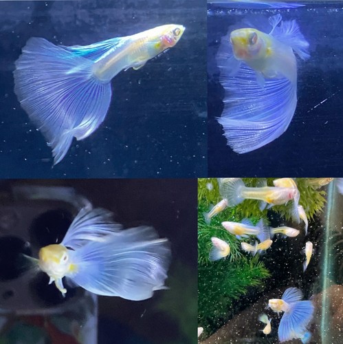Guppies multiple varieties - guppies,