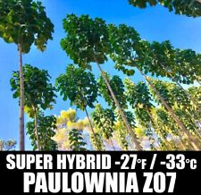 500 Graines Paulownia Z07 Super Hybride - Kiribaum - Royal Empress Tree